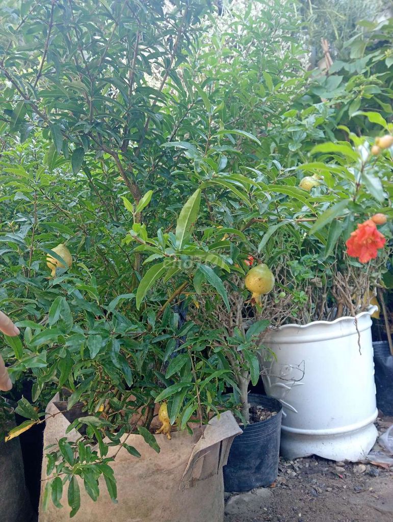 Cây lựu phong thủy có hoa quả. Mua bán Cây cảnh, đồ trang trí tại Quận Cẩm Lệ Đà Nẵng được đăng bởi Sunshine garden  hình 1