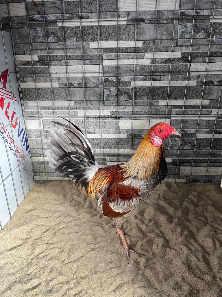 xám 1kg260. Mua bán Gà tại Huyện Hóc Môn Tp Hồ Chí Minh được đăng bởi GeamFam hình 1