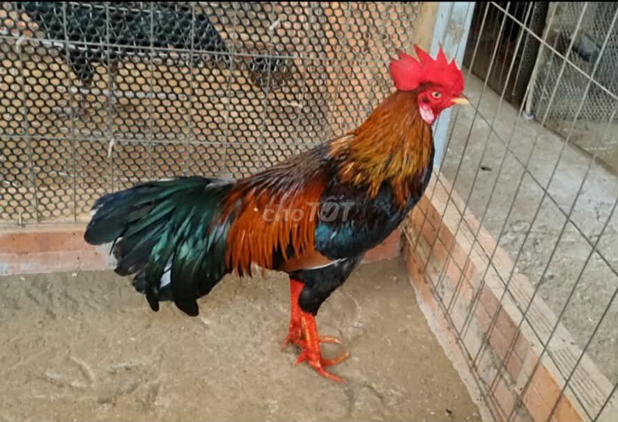 Que 2kg9. Hàng tuyển xổ giỏi. Mua bán Gà tại Thành phố Vĩnh Long Vĩnh Long được đăng bởi Minh Trí hình 1