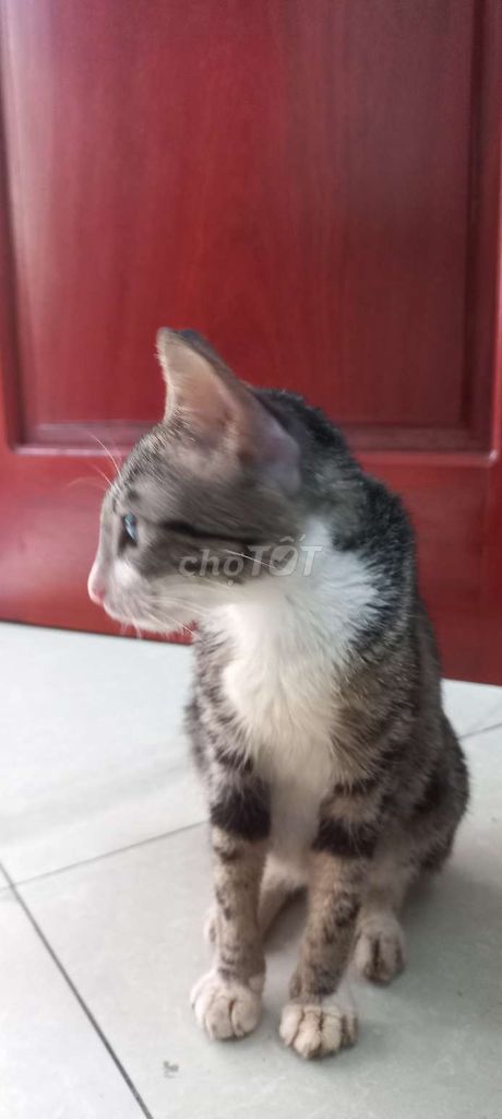 Mèo dọc dưa