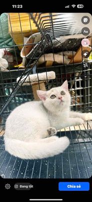 mèo anh lông ngắn. Mua bán Mèo tại Thành phố Vũng Tàu Bà Rịa - Vũng Tàu được đăng bởi nguyễn phương dung