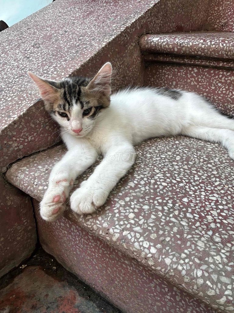 Mèo con. Mua bán Mèo tại Quận Nam Từ Liêm Hà Nội được đăng bởi Chi Linh hình 1