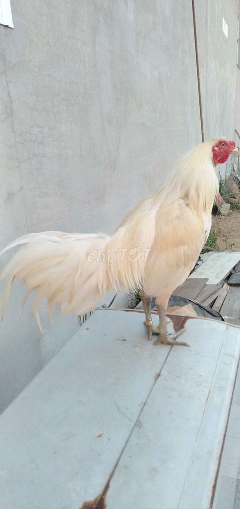 Ua chân xanh 2,7 tơ trạng bự kg mau chơi. Mua bán Gà tại Huyện Phong Điền Cần Thơ được đăng bởi Ký cần Thơ  hình 1
