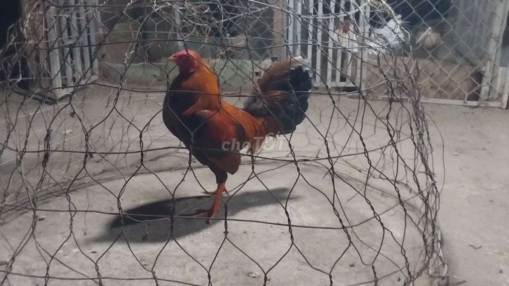 Gà Mỹ trống màu Nâu đỏ. Mua bán Gà tại Thành phố Thủ Đức Tp Hồ Chí Minh được đăng bởi Võ Văn Vũ hình 1