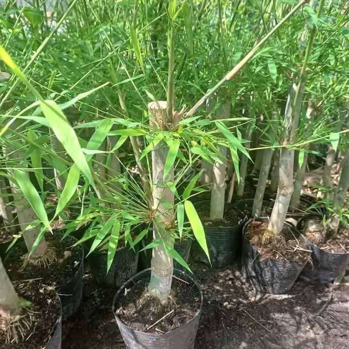 Cây Tầm Vông Xanh Làm Cảnh Khỏe Mạnh. Mua bán Đồ chuyên dụng, Giống nuôi trồng tại Huyện Trảng Bàng Tây Ninh được đăng bởi Nguyễn Quế Trân hình 1