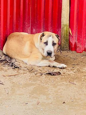 alabai lai maminoi. Mua bán Chó tại Thành phố Thủ Đức Tp Hồ Chí Minh được đăng bởi Nguyễn hoàng vũ