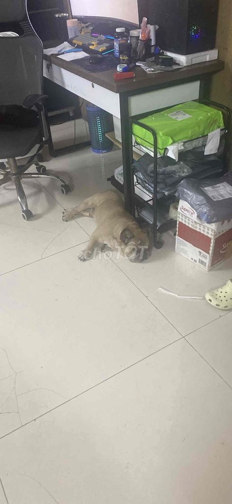 Chó Bull Pháp. Mua bán Chó tại Quận 7 Tp Hồ Chí Minh được đăng bởi dâu hình 1