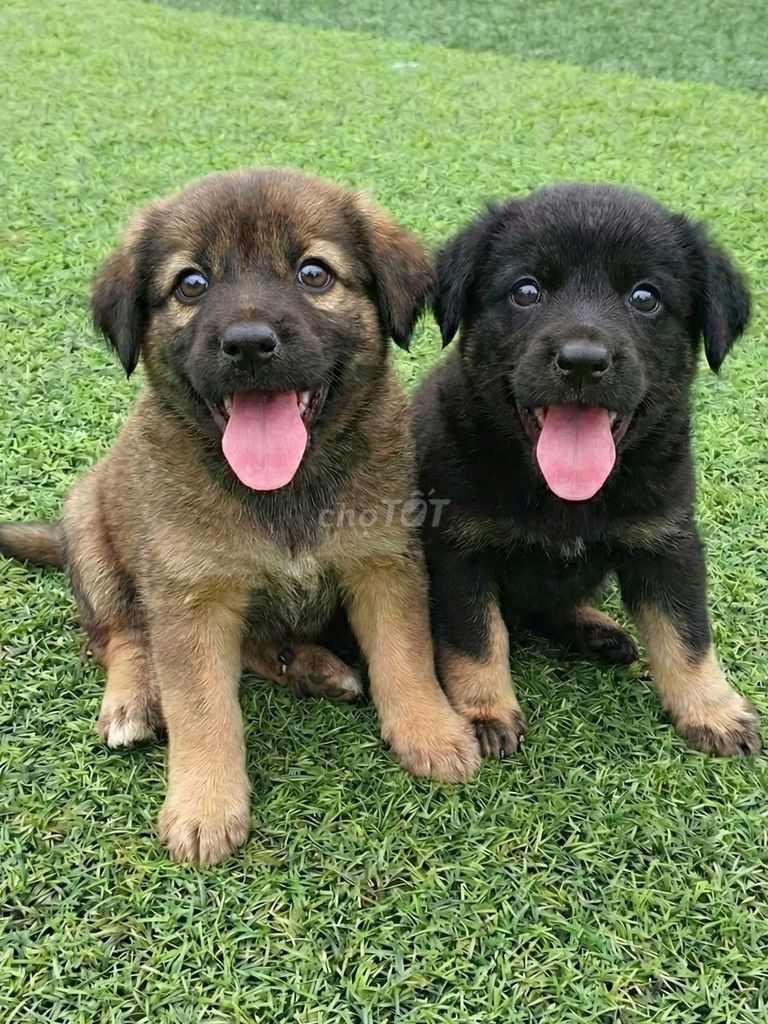 Chó Bec lai Rotweiler đực đã tiêm có sổ bảo hành. Mua bán Chó tại Quận 12 Tp Hồ Chí Minh được đăng bởi Thi Thi hình 1