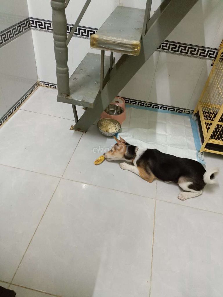 Chó cỏ cái 3 tháng 6-7kg. Mua bán Chó tại Thành phố Thủ Đức Tp Hồ Chí Minh được đăng bởi phạm thị thu hiển hình 1