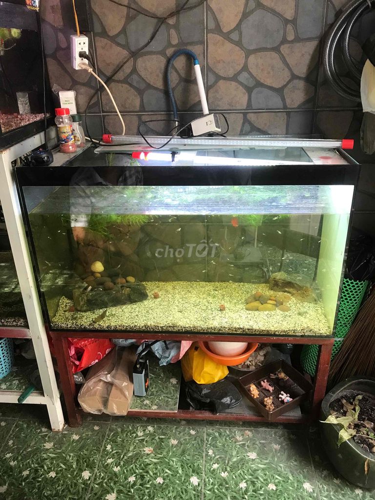 Hồ cá cảnh 100x50x60 cm. Mua bán Phụ kiện, Thức ăn, Dịch vụ tại Quận 12 Tp Hồ Chí Minh được đăng bởi Long hình 1