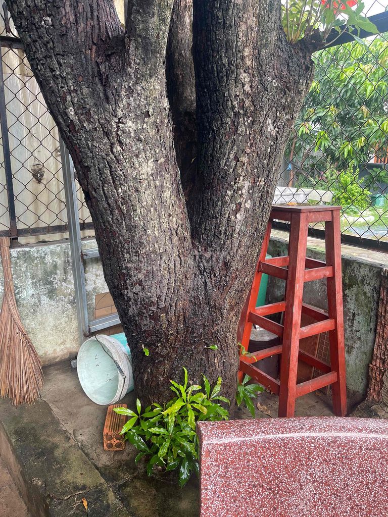 Cây Lộc Vừng Trang Trí Sân Vườn đường kính to 50cm. Mua bán Cây cảnh, đồ trang trí tại Thành phố Biên Hòa Đồng Nai được đăng bởi Lê hòa hình 1