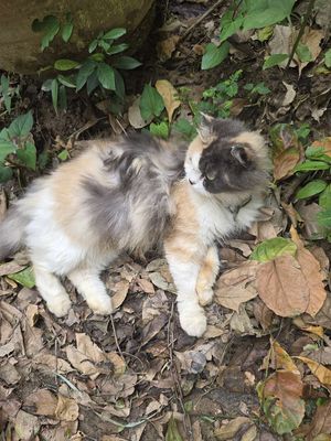 Mèo Anh lông dài F1. Mua bán Mèo tại Huyện Quảng Ninh Quảng Bình được đăng bởi A Hưng