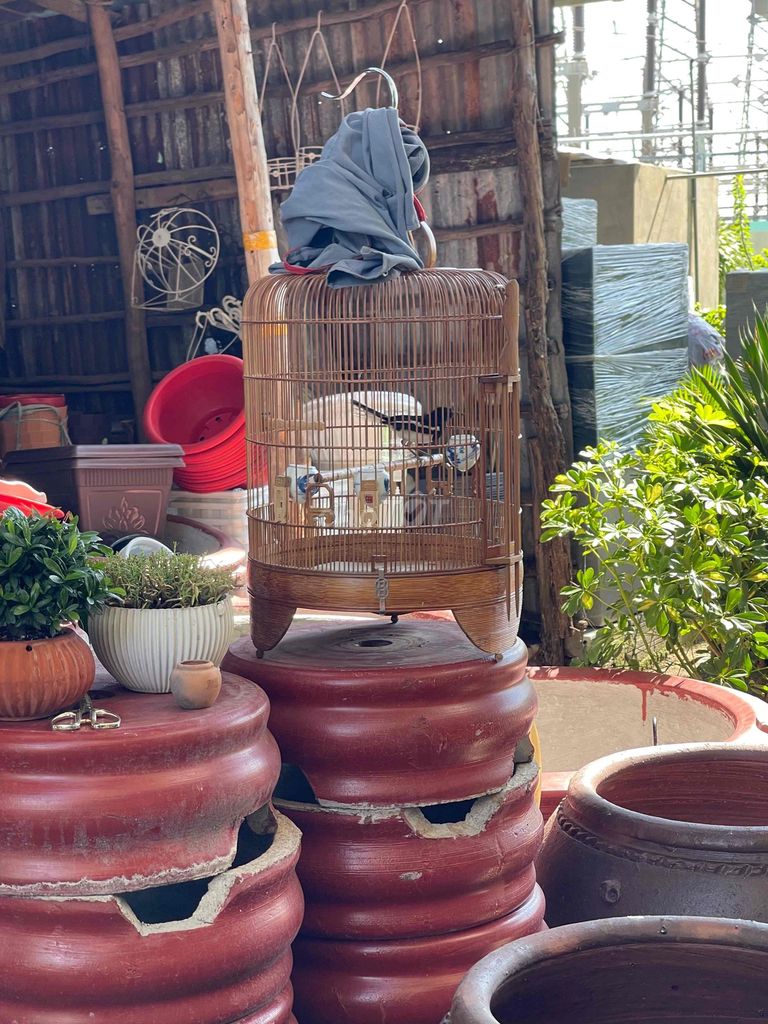 Chim bổi 3 tháng lồng lỗi móng chân. Mua bán Chim tại Huyện Nhà Bè Tp Hồ Chí Minh được đăng bởi Hút mật  hình 1