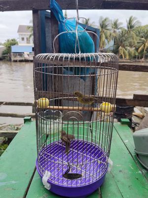 Lồng chim Inox tròn. Mua bán Phụ kiện, Thức ăn, Dịch vụ tại Huyện Hòn Đất Kiên Giang được đăng bởi Hoàng Nam