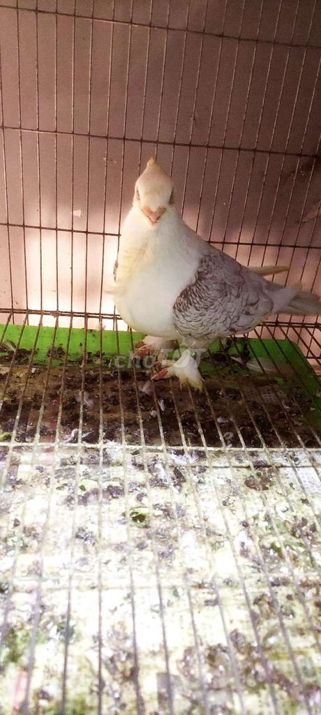 Bán bồ cầu Vải cá trống. Mua bán Chim tại Quận Bình Tân Tp Hồ Chí Minh được đăng bởi VINH  hình 3