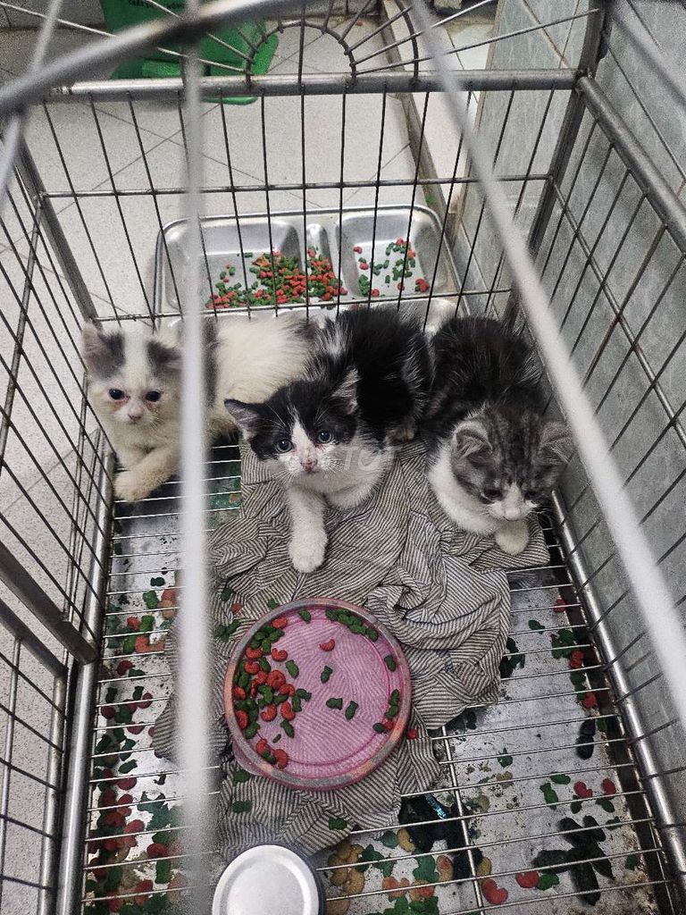 📢 BÁN MÈO CON SIÊU DỄ THƯƠNG 🐱. Mua bán Mèo tại Quận Đống Đa Hà Nội được đăng bởi Lê Thu Hương hình 1