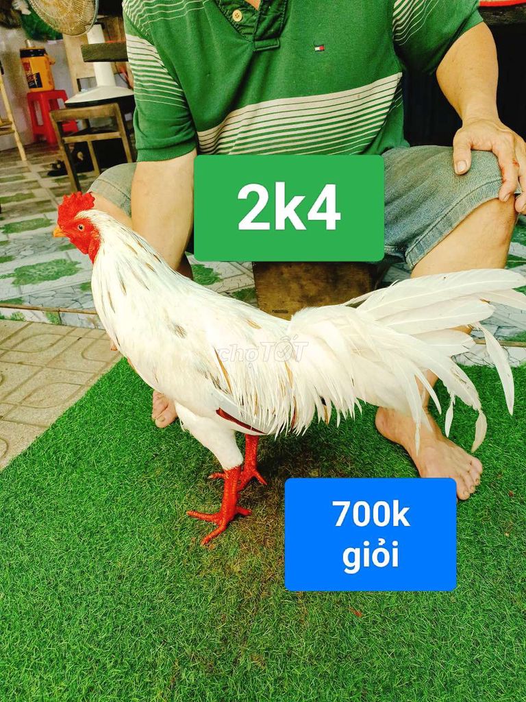 Gà bướm. 2k4. giỏi. Mua bán Gà tại Huyện Mỏ Cày Bắc Bến Tre được đăng bởi Đinh Vũ Linh gà đá Bến Tre hình 1
