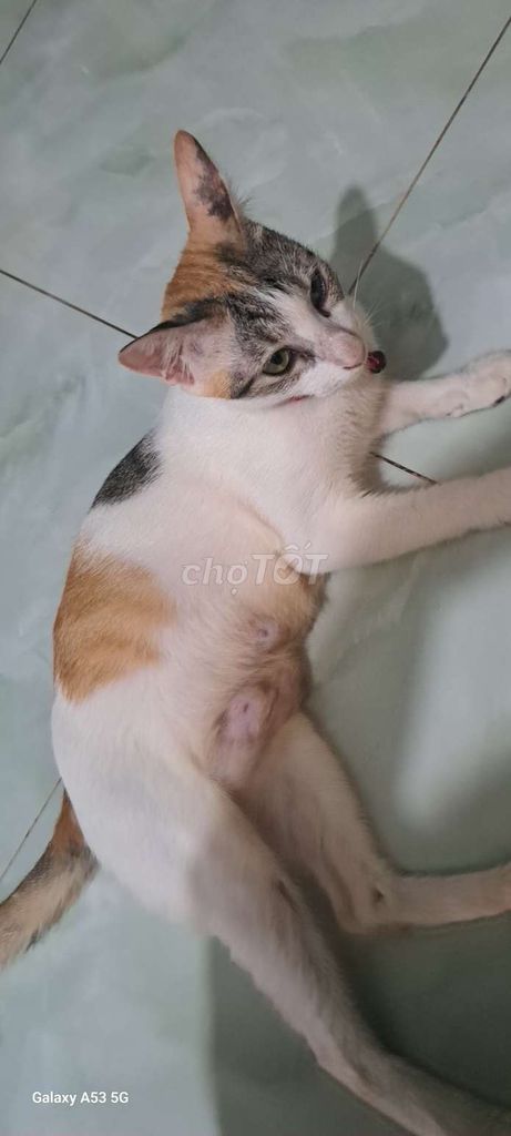 Mèo Tam thể Cái Đã tiêm phòng. Mua bán Mèo tại Quận Bình Tân Tp Hồ Chí Minh được đăng bởi Ly Anh  hình 1
