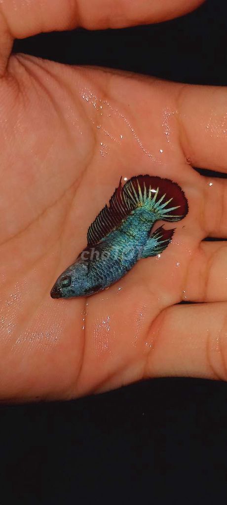 Betta xã kho giá rẻ. Mua bán Thú cưng khác tại Huyện Lấp Vò Đồng Tháp được đăng bởi Đăng Khoa hình 5