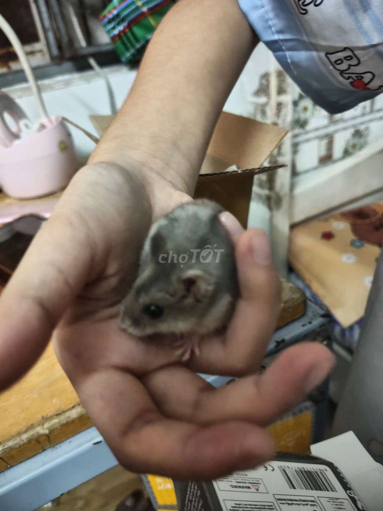 Chuột Hamster nhỏ màu Xám. Mua bán Thú cưng khác tại Huyện Bình Chánh Tp Hồ Chí Minh được đăng bởi Nguyễn Mai hình 1