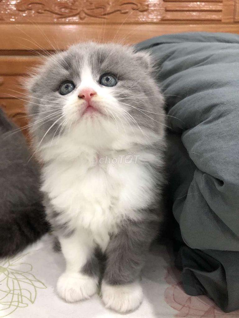 Mèo Bicolor mặt bánh bao. Mua bán Mèo tại Huyện Hoài Đức Hà Nội được đăng bởi Thủy Trần hình 1