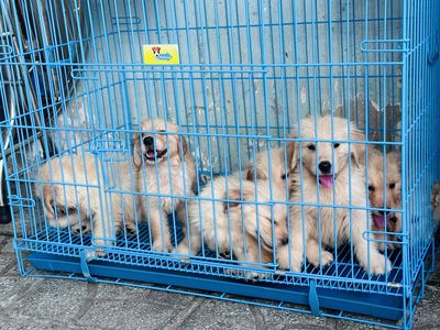 chó Golden Thuần chủng, 2 tháng tuổi