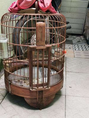 combo mi gần mùa 2. Mua bán Chim tại Quận Tân Bình Tp Hồ Chí Minh được đăng bởi Passion bird
