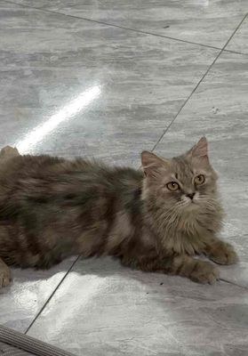 Mèo Anh lông dài sọc dưa cái