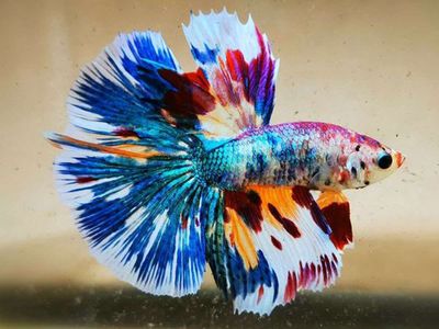 60k 3 box cá betta ngẩu nhiên. Mua bán Thú cưng khác tại Huyện Lấp Vò Đồng Tháp được đăng bởi Đăng Khoa