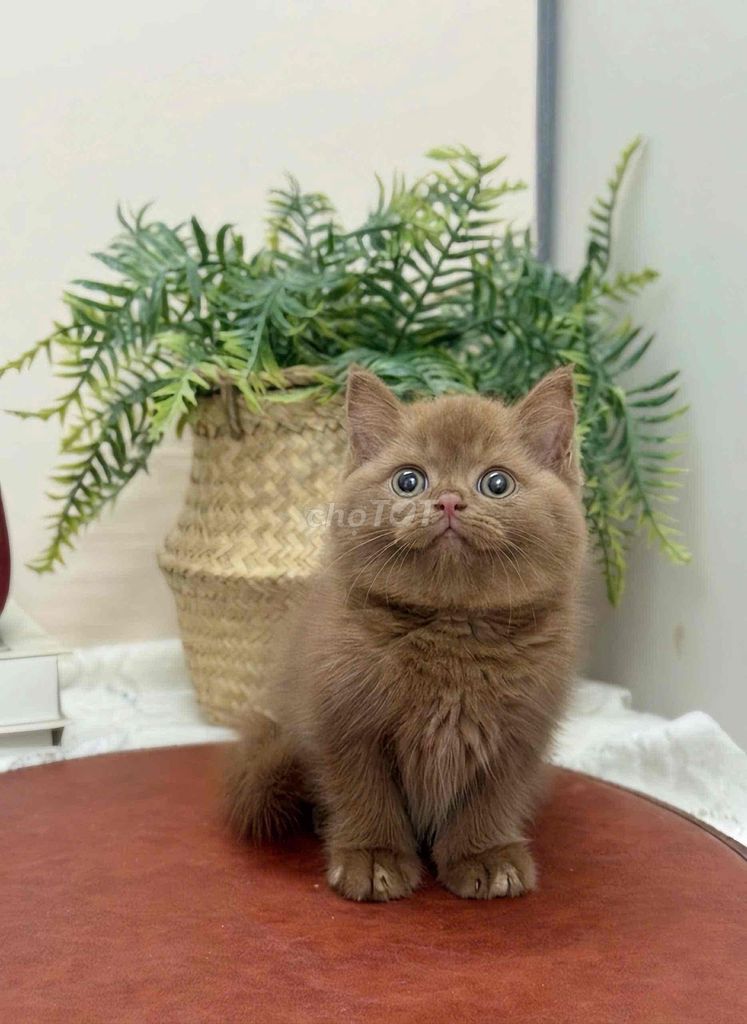 cinnamon xinh iu. Mua bán Mèo tại Quận Gò Vấp Tp Hồ Chí Minh được đăng bởi Thơ hình 1