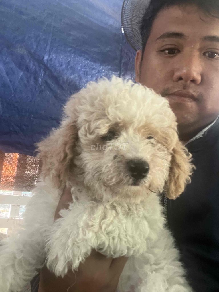 Chó Poodle trắng 2 tháng đã tiêm và sổ giun. Mua bán Chó tại Thành phố Cam Ranh Khánh Hòa được đăng bởi My Tike Son hình 1