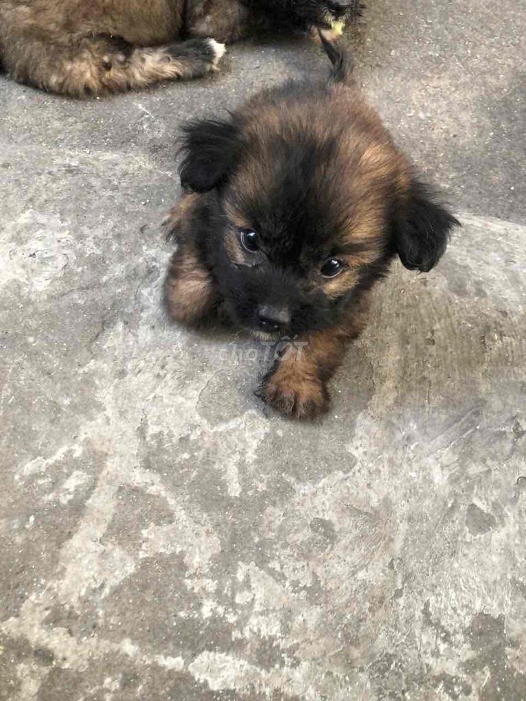 Chó Poodle lai Nhật gần 2 tháng tuổi. Mua bán Chó tại Quận Bình Thạnh Tp Hồ Chí Minh được đăng bởi Tuyết Nhi hình 1