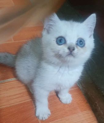 Mèo anh lông ngắn đực