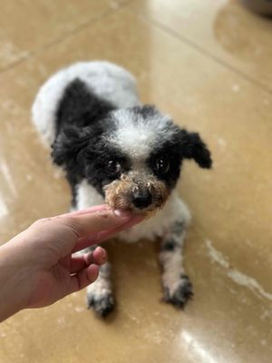 THANH LÝ NHANH POODLE BÒ SỮA CÁI. Mua bán Chó tại Quận Cẩm Lệ Đà Nẵng được đăng bởi HP Peties House