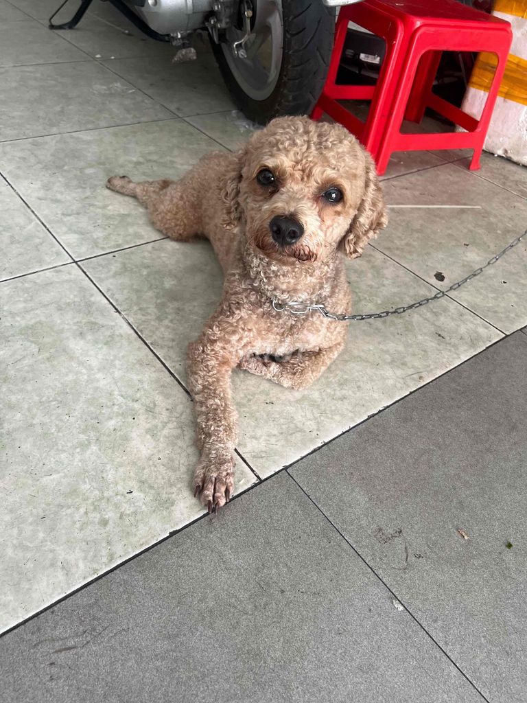 Chó Poodle Nâu 7kg 3 tuổi. Mua bán Chó tại Quận Tân Phú Tp Hồ Chí Minh được đăng bởi VBM SHOP hình 1