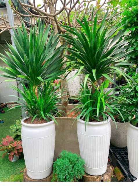 Cây Xanh💚 trang trí trong nhà. Mua bán Cây cảnh, đồ trang trí tại Quận Gò Vấp Tp Hồ Chí Minh được đăng bởi Tô Kem  hình 1
