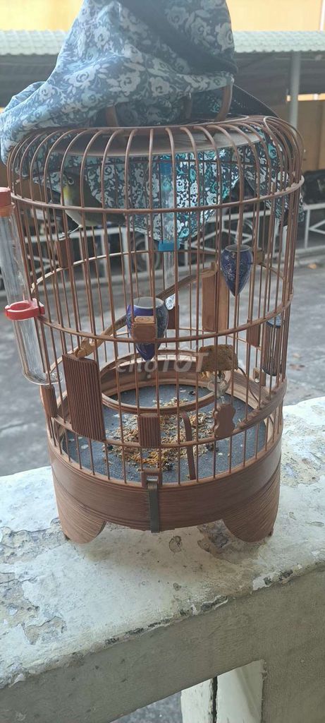 2 bộ chim 2 mùa. Mua bán Chim tại Thành phố Thủ Đức Tp Hồ Chí Minh được đăng bởi Phúc Hưng hình 1