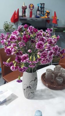 Cá cảnh Phi tần cổ điển 40cm