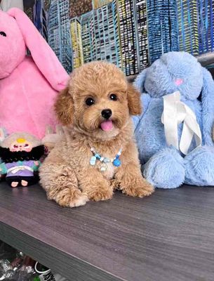 Poodle đủ màu