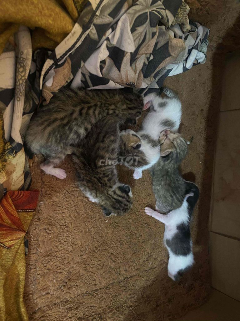 bánnn mèoooo. Mua bán Mèo tại Huyện Châu Thành Tiền Giang được đăng bởi Gia Han hình 1