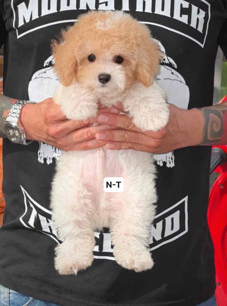 Chó Poodle size to. Mua bán Chó tại Quận Bình Tân Tp Hồ Chí Minh được đăng bởi Kyn hình 1