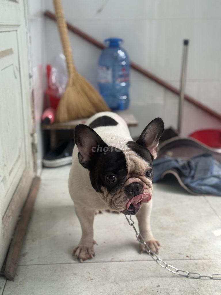 Chó French Bulldog đực trắng đen gần 1 năm tuổi. Mua bán Chó tại Huyện Hóc Môn Tp Hồ Chí Minh được đăng bởi Nguyễn Anh Tuấn hình 1