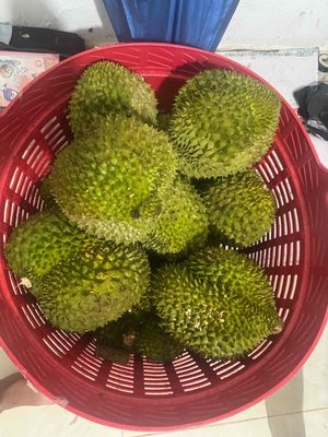 Sầu riêng. Mua bán Đồ ăn, thực phẩm và các loại khác tại Thành phố Pleiku Gia Lai được đăng bởi Chu Vương 