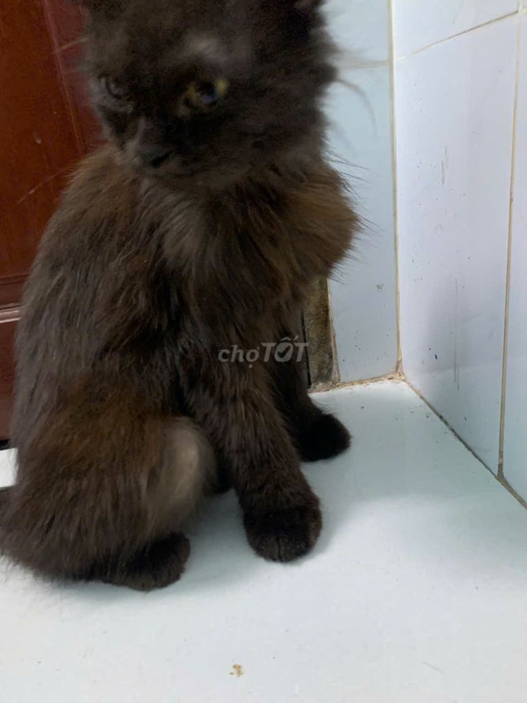 Mèo Nâu đen. Mua bán Mèo tại Huyện Bình Chánh Tp Hồ Chí Minh được đăng bởi Trụ Hữu hình 1