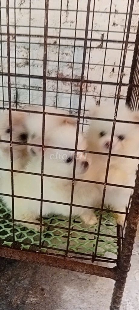 Rã bầy Chó con Lạp xưởng-poođle- sóc. BP. Mua bán Chó tại Huyện Lộc Ninh Bình Phước được đăng bởi Kim Sơn Thạch hình 1