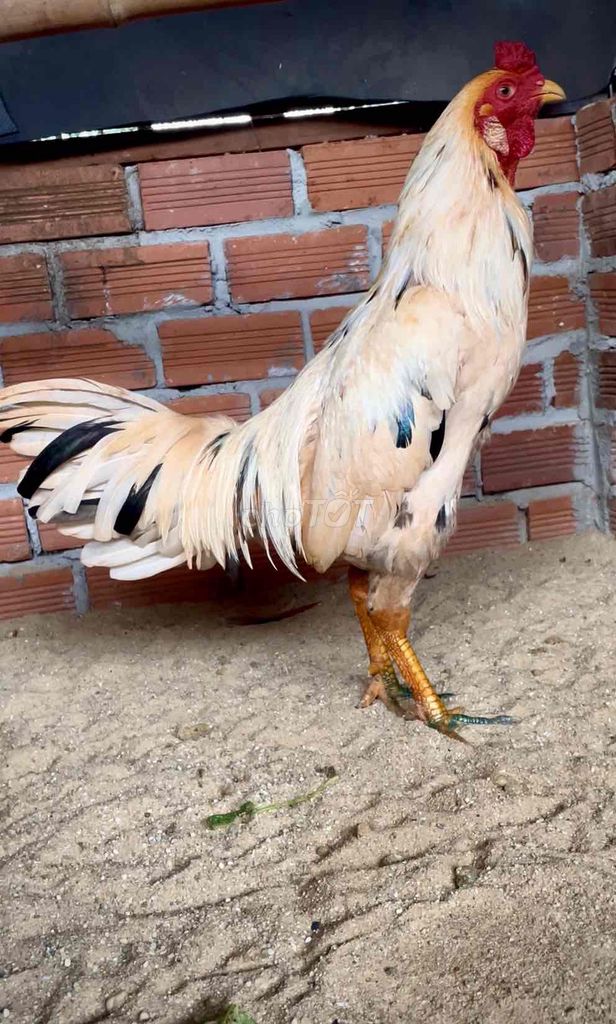 bướm chân vàng 2 hàng trơn sạch đẹp. Mua bán Gà tại Thị xã Bình Long Bình Phước được đăng bởi Phạm Đạt hình 1