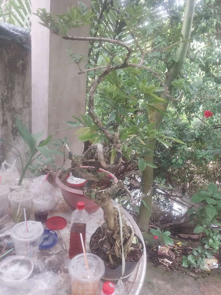 Cây cảnh Bonsai 39. Mua bán Cây cảnh, đồ trang trí tại Thành phố Bến Tre Bến Tre được đăng bởi ĐỘC ĐẸP hình 1
