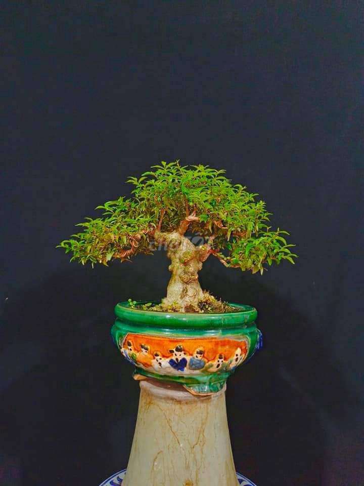 Cây Mai Chiếu Thủy bonsai cao 28cm