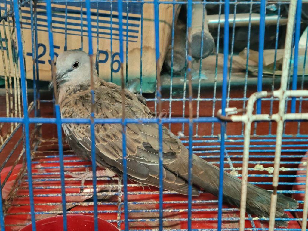 Chim Cu 1 tháng biết ăn. Mua bán Chim tại Quận 11 Tp Hồ Chí Minh được đăng bởi CanxuDo  hình 1