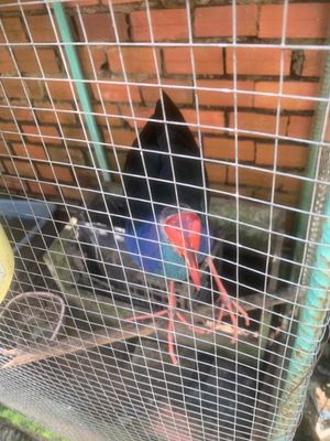 cần bán 3 bé trích cồ. Mua bán Chim tại Huyện Hồng Ngự Đồng Tháp được đăng bởi Cao Phúc Hilv